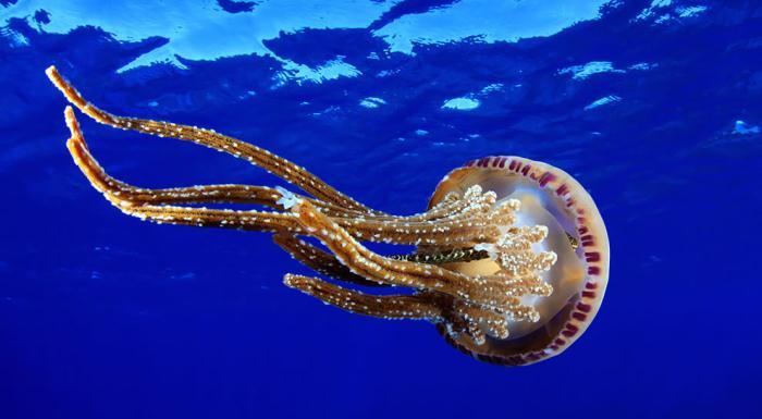 عروس‌ دریایی چابهار جانوری زیبا برای گردشگران در سواحل مکران