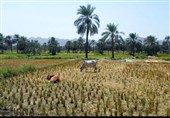 کشت برنج در کنار نخلستان‌های بلوچستان “با چاشنی کم‌آبی”