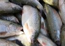برداشت بیش از ۴ تن ماهی قزل‌آلا از استخر های شهرستان تفتان