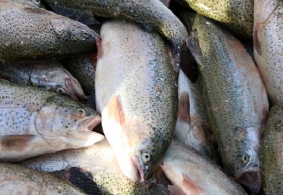 برداشت بیش از ۴ تن ماهی قزل‌آلا از استخر های شهرستان تفتان
