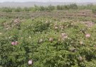 کشت نهال گل محمدی در سطح ۱۰ هکتار از اراضی کشاورزی شهرستان تفتان