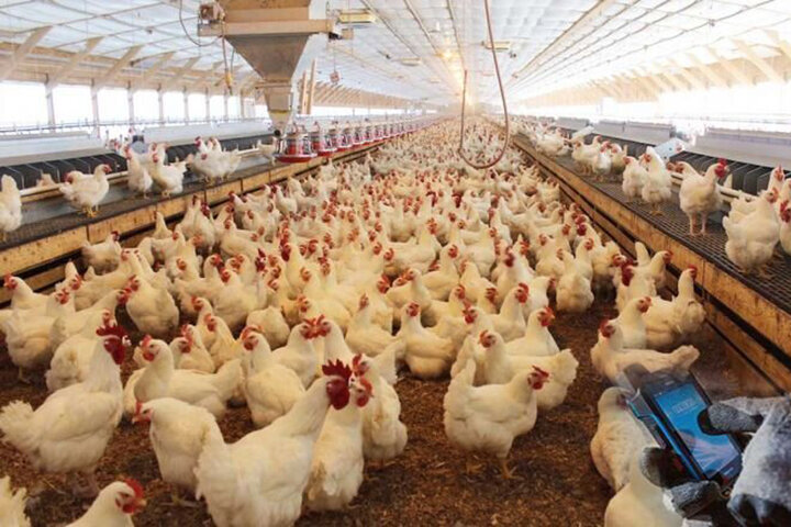 تولید مرغ، پرورش مرغ ، مرغ گوشتی 