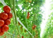 ۴۵ درصد گلخانه‌های خاش زیر به کشت گوجه فرنگی رفته است