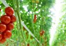 ۴۵ درصد گلخانه‌های خاش زیر به کشت گوجه فرنگی رفته است