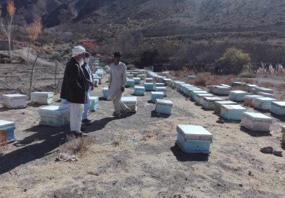 تولید عسل با کیفیت استان سیستان و بلوچستان در شهرستان تفتان