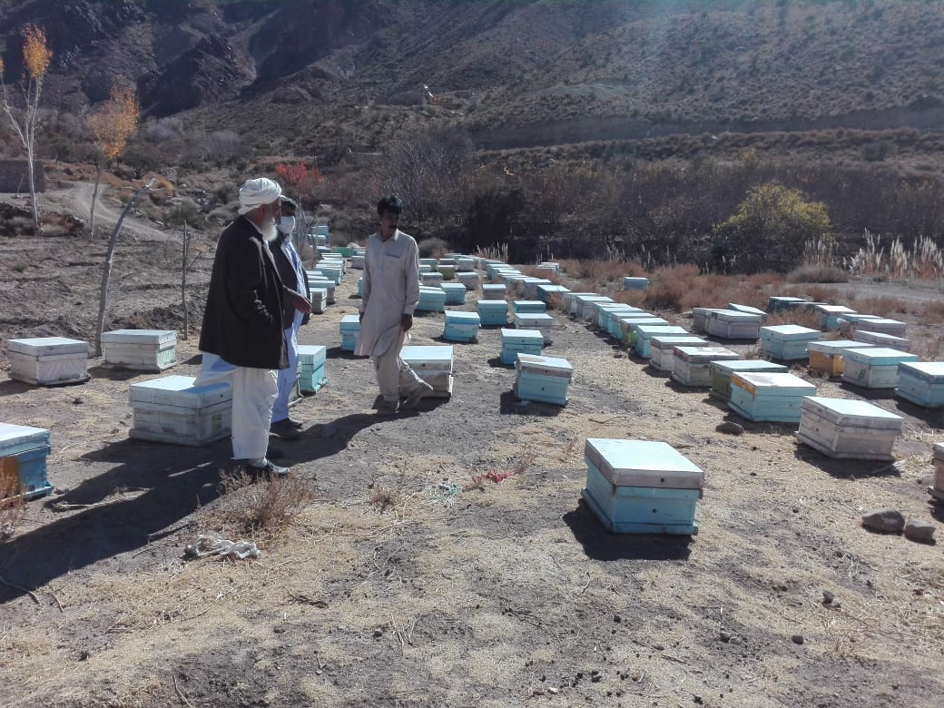 تولید عسل با کیفیت استان سیستان و بلوچستان در شهرستان تفتان