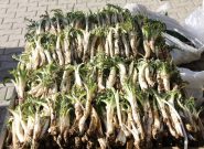 سالانه ۶٠ تن گیاه دارویی در ایرانشهر برداشت می‌شود