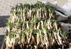 سالانه ۶٠ تن گیاه دارویی در ایرانشهر برداشت می‌شود