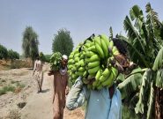 برداشت ۱۳۵ هزار تن موز در سیستان و بلوچستان