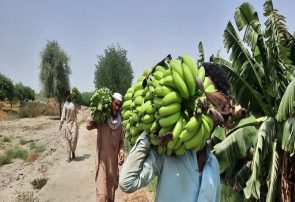 برداشت ۱۳۵ هزار تن موز در سیستان و بلوچستان